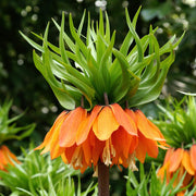View Fritillaria Crown Imperial Aurora image 1