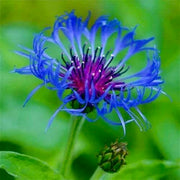 View Centaurea montana- Bachelor Buttons image 1