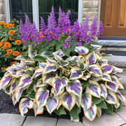 View 🌿 Rare Hosta Seeds — Premium, Shade-Loving Perennials with Lush Foliage🌈 image 6