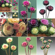View Ornamental Kale Cut Flower Collection Seed image 1