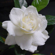View Big Leaf Gardenia Seeds image 1