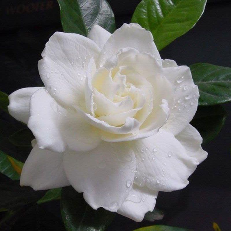 Big Leaf Gardenia Seeds
