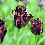 View Black Parrot Tulip Seeds image 5