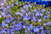 View Creeping Blue Speedwell Veronica Repens Groundcover Flower Seeds image 6