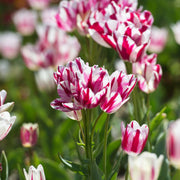 View Flaming Club Tulip Seeds image 2