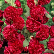 View 🏆 50K+ SOLD!🌺Double Hollyhock Seeds – Fall & Winter Planting, Perennial Blooms & Stunning Garden Elegance 🍂 image 4