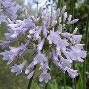 View Agapanthus africanus 'Windsor Grey' image 2