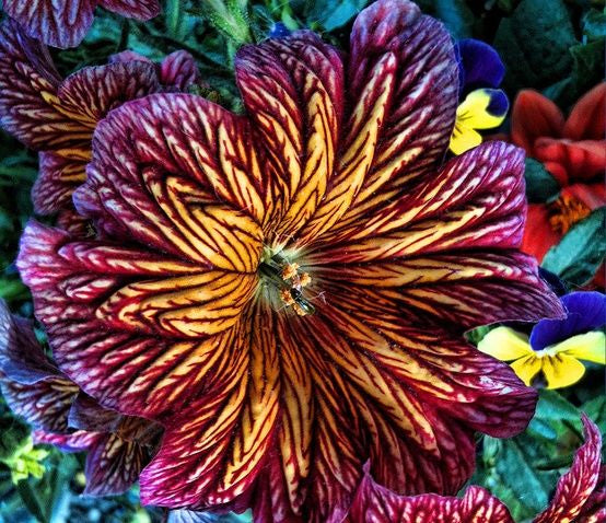 Multi-Colored  Petunia-Chilean Morning Glory Seeds