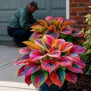 View 🔥Celebrate America's 250th 🌱Premium Rare Hosta Seeds🌿Shade-Tolerant Plant image 4