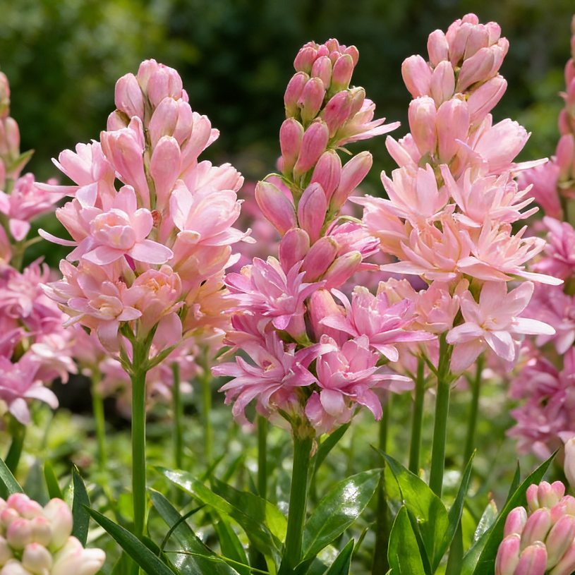 🌺Double Perfume Tuberose Bulbs—Moon Garden Flower