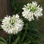 View 🔥🔥Agapanthus africanus 'Albus' image 2