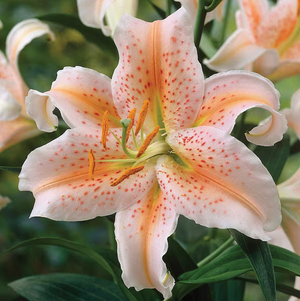 🌸Beautiful purple Rare Color Lily Bulbs– Blooms of Elegance and Grace 🌸