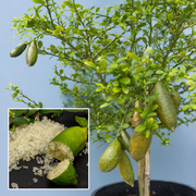 View Finger Lime Seeds-Citrus Australasica image 3