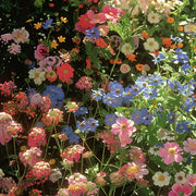 View 🔥Last day clearance💝Premium Cold-Hardy Mixed Perennial Flower Seeds - Selected 40+ Fall Planting Mix image 1