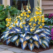View 🌿 Rare Hosta Seeds — Premium, Shade-Loving Perennials with Lush Foliage🌈 image 3