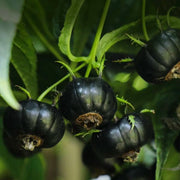 View 🎉Small Version Of Pumpkin🎃-Red Ginseng Seeds🍅 image 1