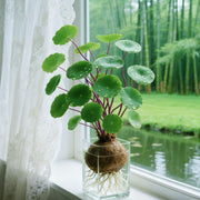 View 🎈🪴Red rattan Stephania Erecta: The strongest houseplant for lazy people🌿 image 4