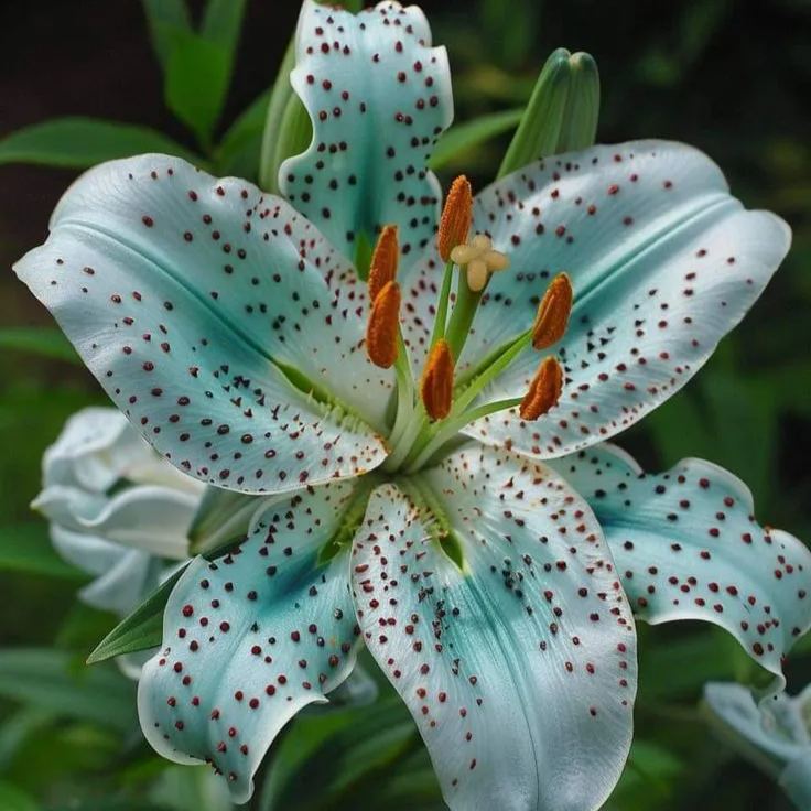 Aurora Lily-Rare Exquisite Lily Bulbs 🌸