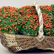 View Egrow 50Pcs(100Pcs)/Bag Lamp Beads Grass Seeds Flower Seeds Garden Bonsai Plant for Home Garden Plants image 5