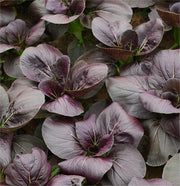 View Purple Rape Brassica Seeds image 1