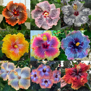 View Beautiful Cosmic Dancer Hibiscus image 1