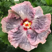 View Beautiful Cosmic Dancer Hibiscus image 6