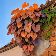 View 🌱Exotic Rare Leaf Seeds🏡Transform Your Garden into a Masterpiece image 3