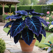 View 🔥🌌 Glow-in-the-Dark Garden Magic: Rare Dark Blue Flame Hostas Seeds image 3
