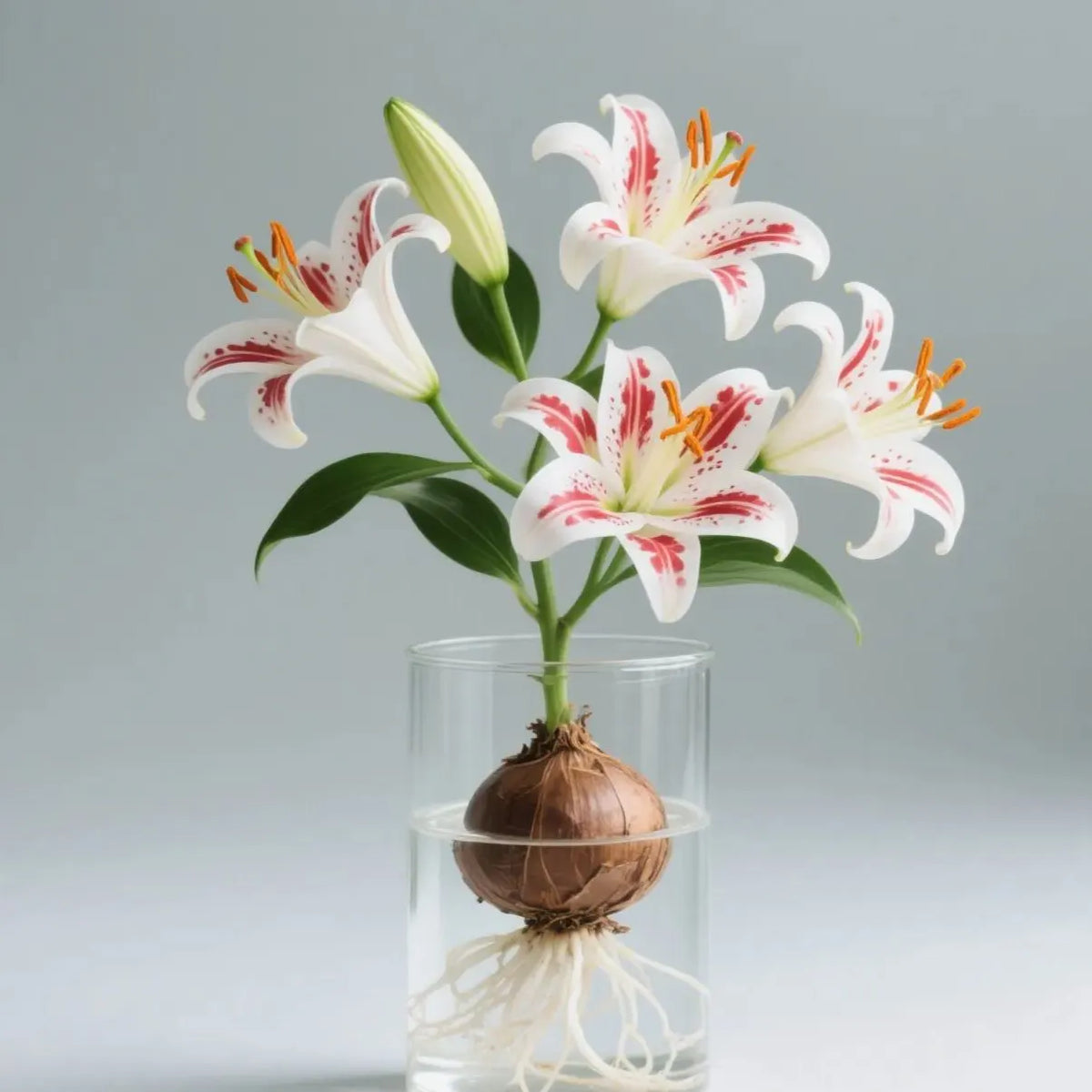 🌸 Water-Grown Lily – Fragrance & Elegance in a Glass! 🌿