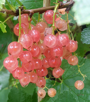 View Rainbow Color Cape Gooseberry Seeds image 3