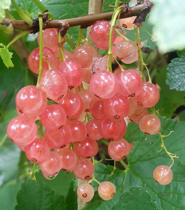 Rainbow Color Cape Gooseberry Seeds
