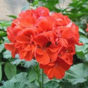 View ✨Geranium – The Colorful and Cheerful Fairy of Your Balcony! image 5