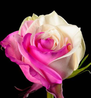 View Fuchsia white rose seeds - Cozy Beauty image 1