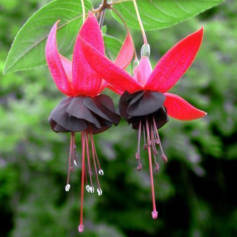 🧚🏼Fuchsia Flowers Seeds-Dancing Elf🪴Bonsai