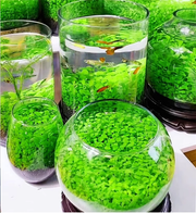 View 🌿Air Purifying Fish Tank Aquatic Plant Seeds image 4