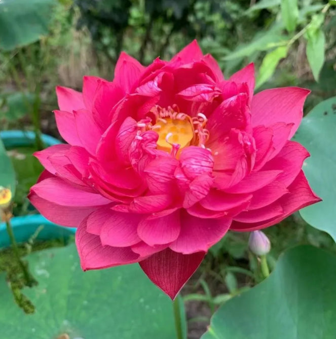🌸[7 days germination]Last Day Sale - 50% OFF💐The Sacred Bonsai Bowl Lotus Flower