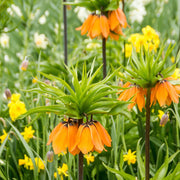 View Fritillaria Crown Imperial Aurora image 4