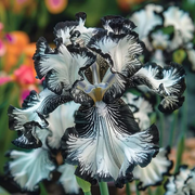 View Rare Iris Bulbs⚜️ image 3