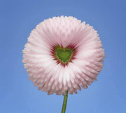 View Aster Formula Mixed Colors - Flower Seeds image 2