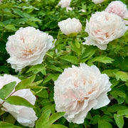 View Purple Yellow Peony Seeds – Symbol of luck and wealth image 5