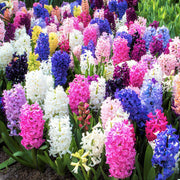 View Mixed Color Hyacinth Seeds image 3