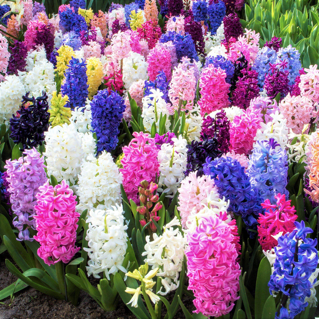 Mixed Color Hyacinth Seeds