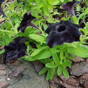 View Black Petunia Seeds image 5
