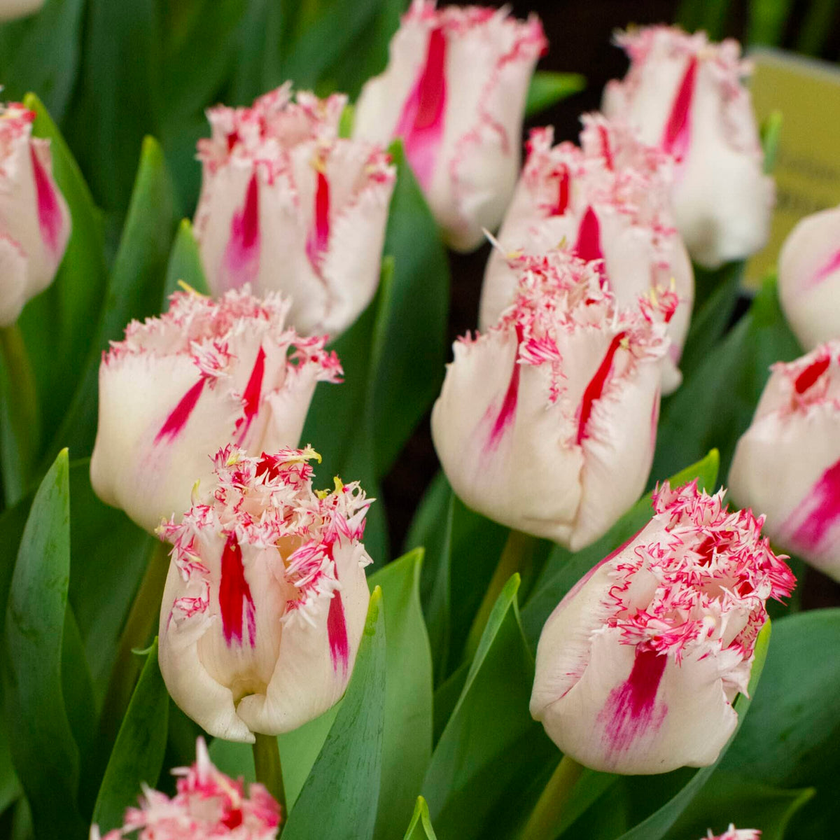 Coldplay Tulip Seeds
