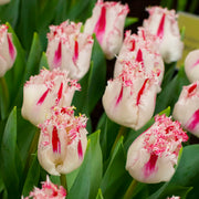 View Coldplay Tulip Seeds image 2