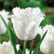 View White Fringed Tulip Seeds image 5