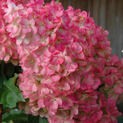 View Strawberry Sundae Hydrangea image 4