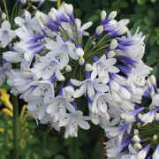 View Agapanthus 'Twister' African Lily image 3