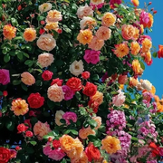 View [3 days germination]🔥Last Day 49% OFF🌺Climbing Rose Seeds image 3