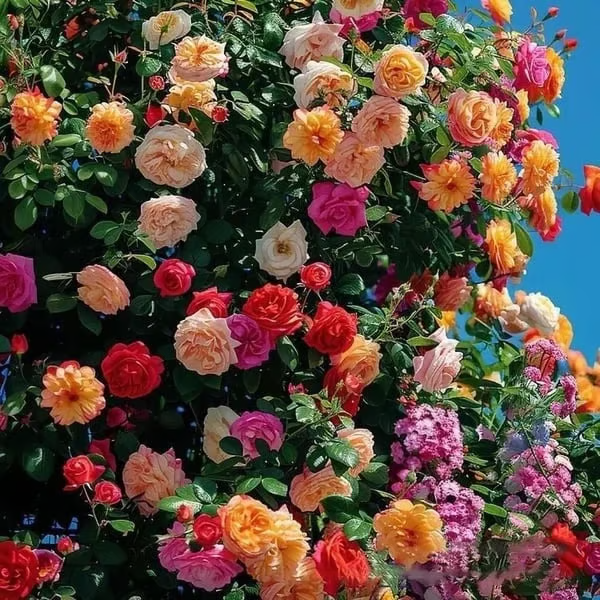[3 days germination]🔥Last Day 49% OFF🌺Climbing Rose Seeds